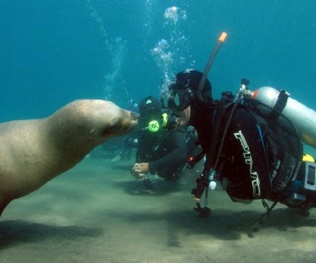 Buceo con Lobos Marinos en la Patagonia