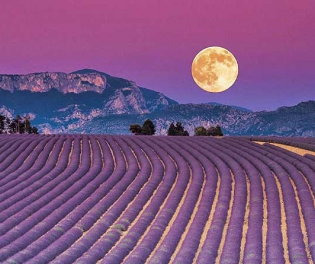 1-campos-de-lavanda