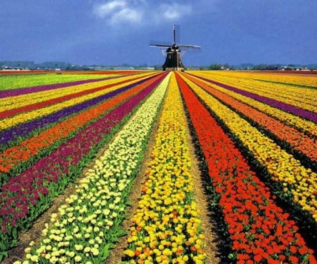 ¿Qué Opinas Del Campo De Tulipanes De Holanda?