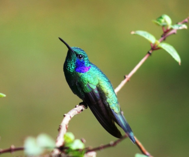 Observación de Aves en Perú