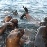 buceo-con-lobos