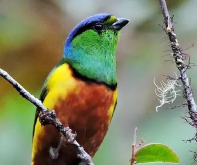 foto-la-guainia-avistamiento-de-aves