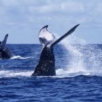 observacion-ballenas-bahia.jpg