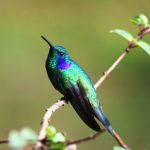 avistamiento-de-aves-en-peru.jpg