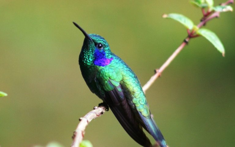 avistamiento-de-aves-en-peru.jpg