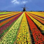 Que-Opinas-Del-Campo-De-Tulipanes-De-Holanda.jpg