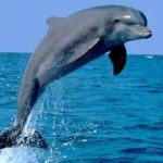 delfines-en-guayaquil.jpg