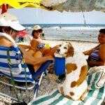 playas-de-espana-donde-puedes-llevar-tu-perro.jpg