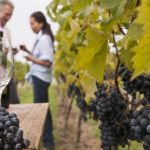 foto-enoturismo-vinos-bodega-turismo.jpeg
